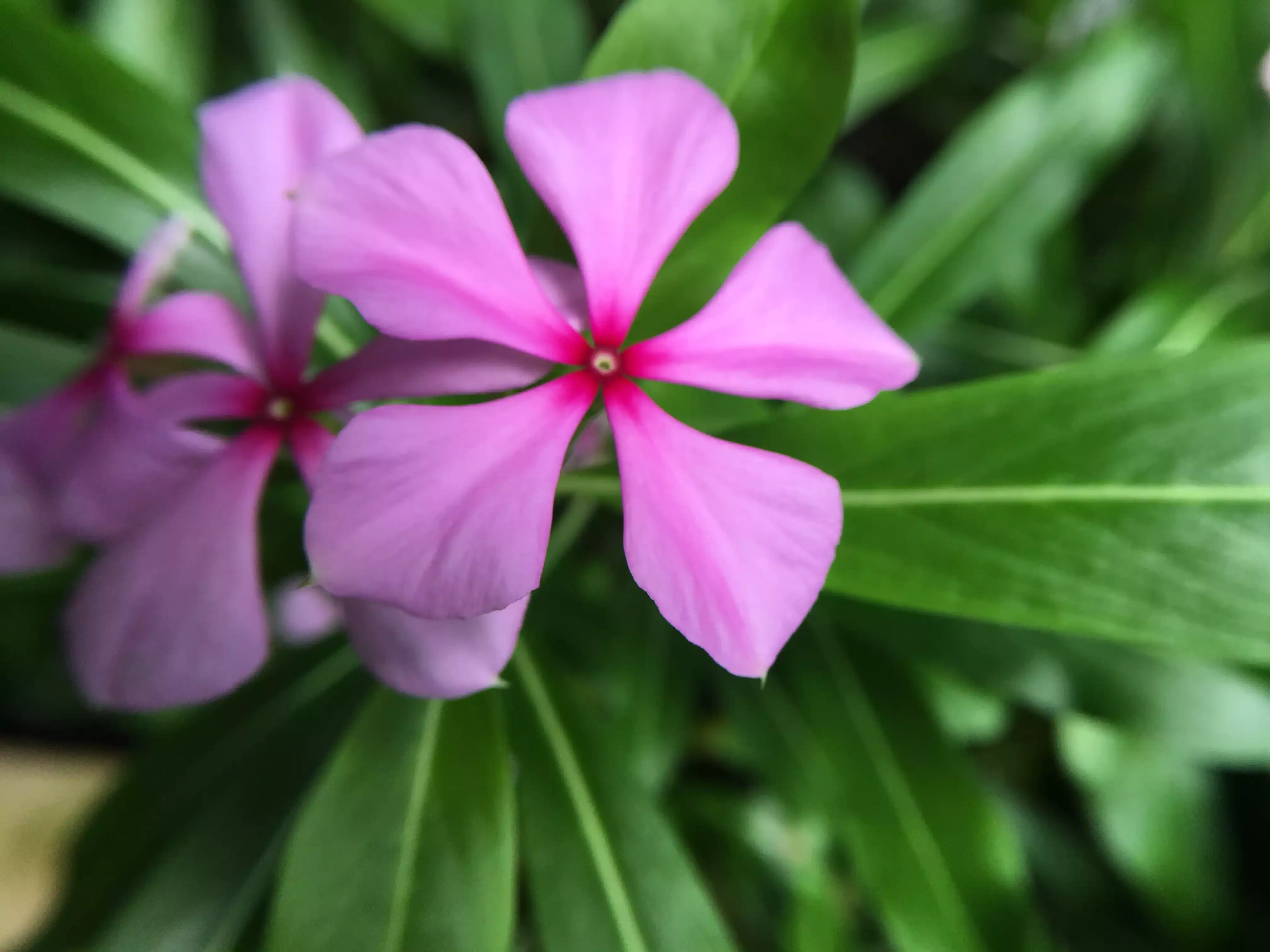 Catharanthus Roseus Extract and Cancer Research